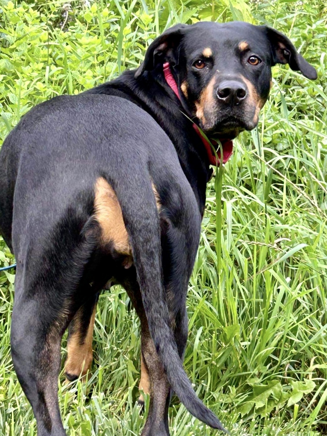 Harley2, an adoptable Rottweiler in Lincoln, NE, 68506 | Photo Image 6