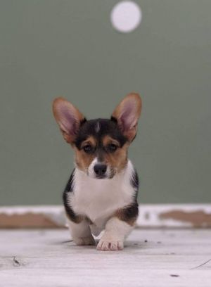 Petfinder corgi hot sale