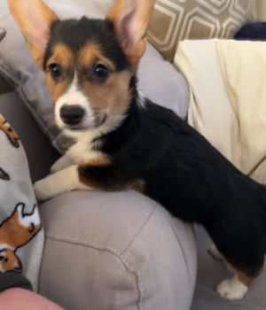 Petfinder corgi store