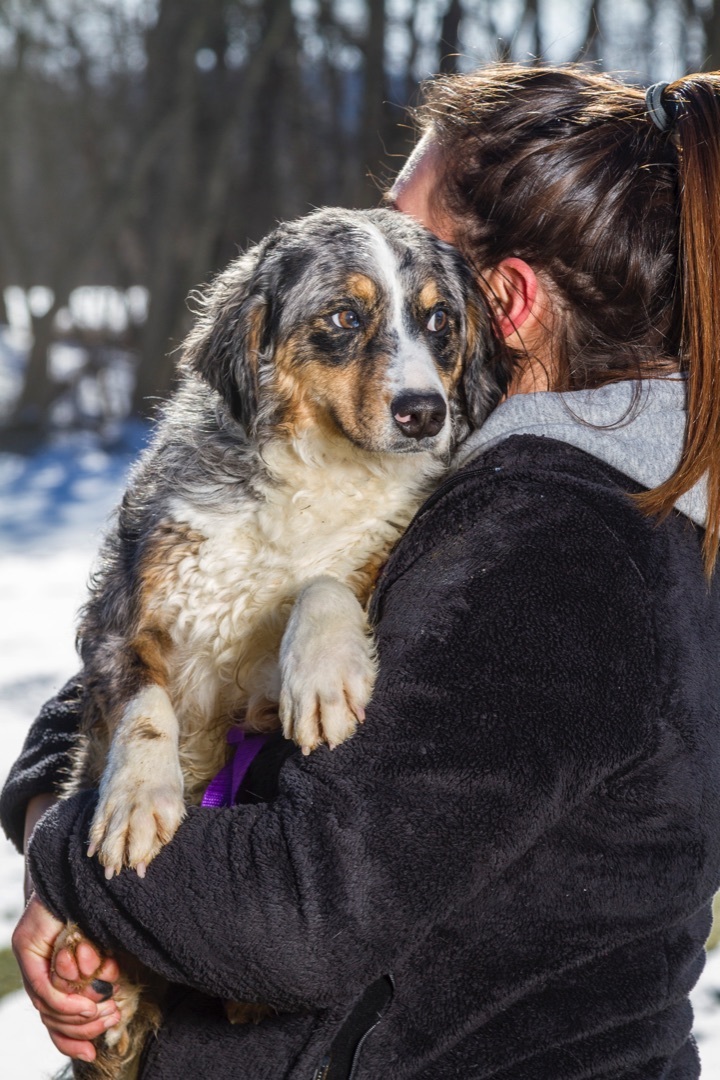 Aussiedoodle petfinder sale