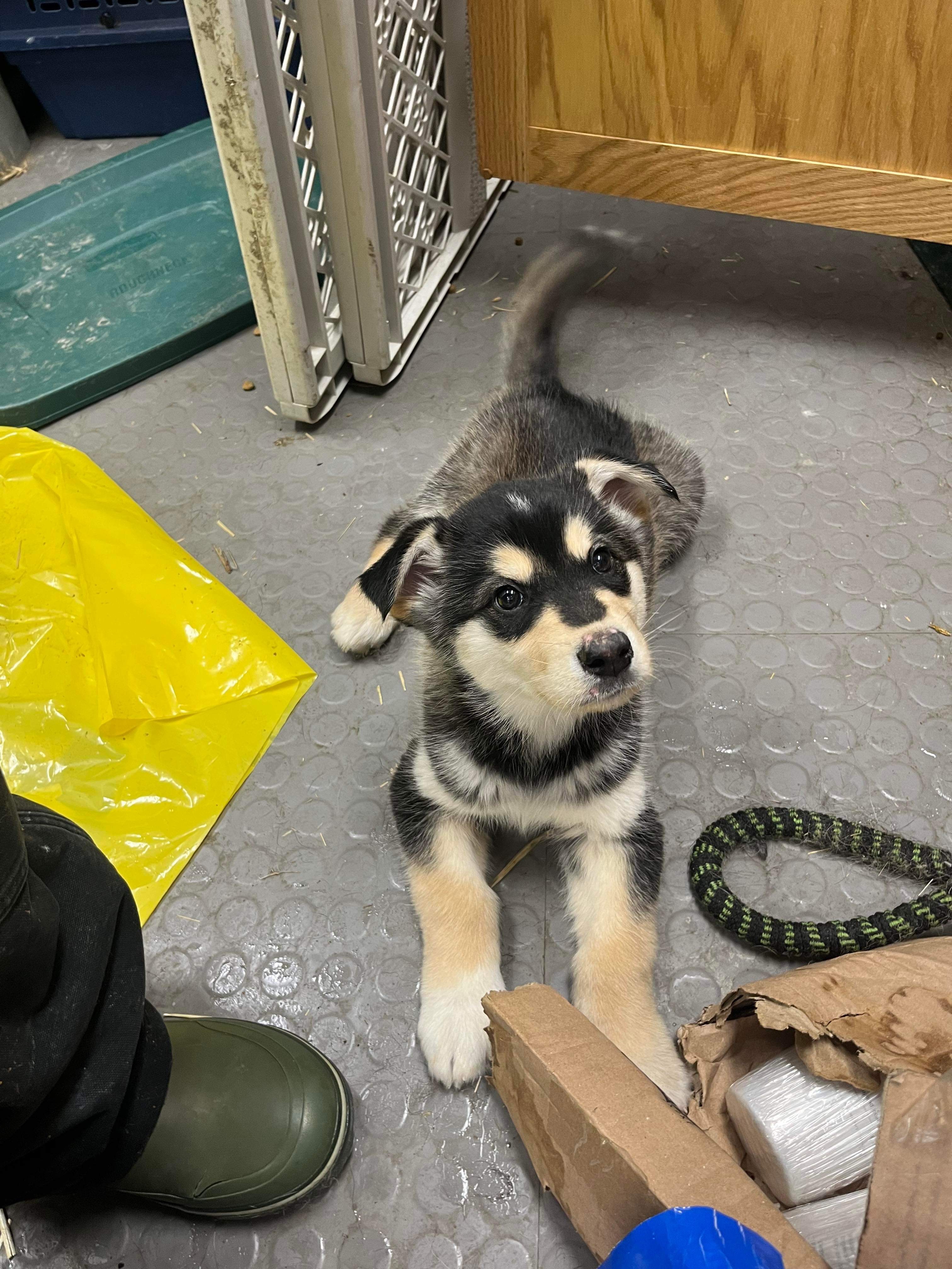 Cooper, an adoptable Husky in Wasilla, AK, 99654 | Photo Image 1