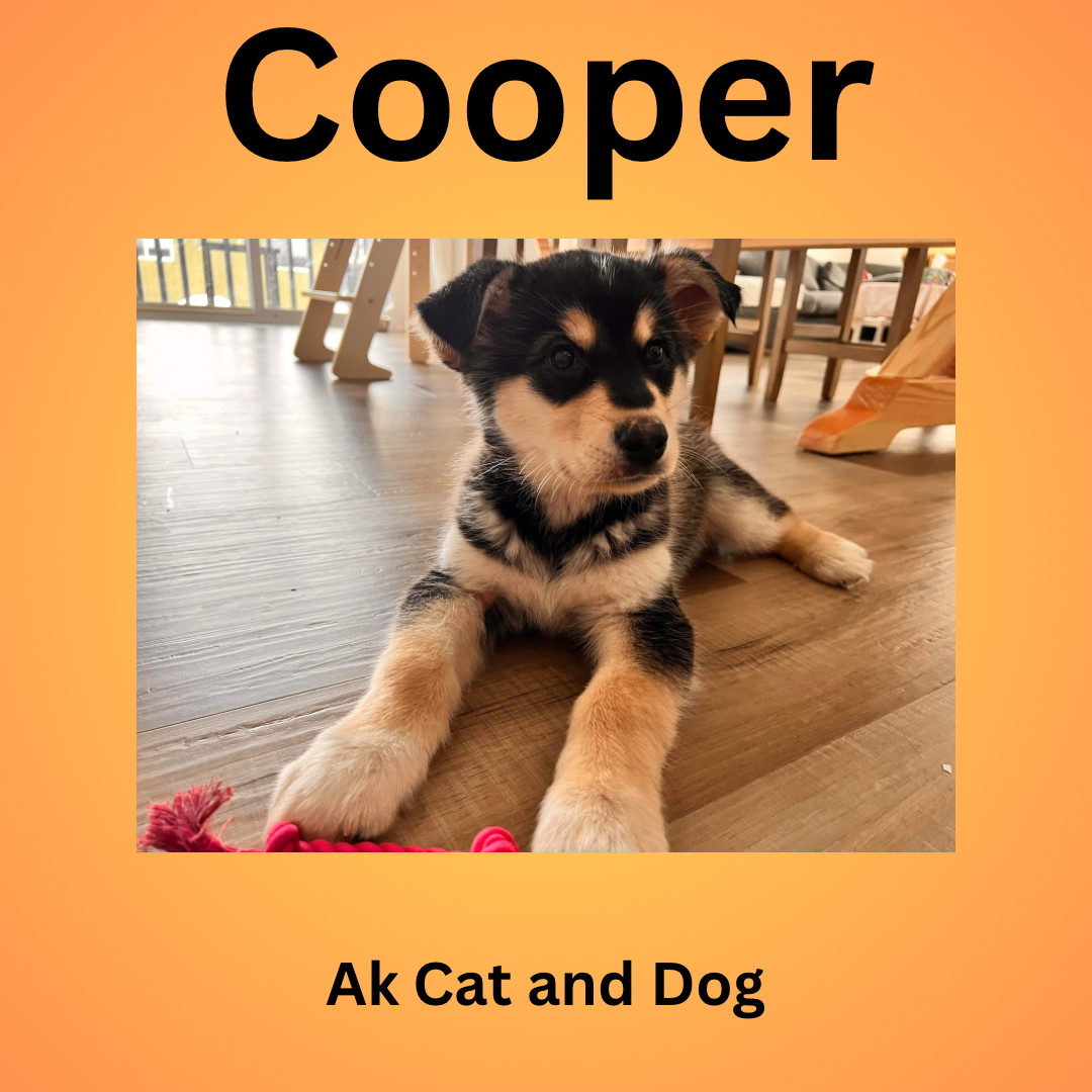 Cooper, an adoptable Husky in Wasilla, AK, 99654 | Photo Image 2
