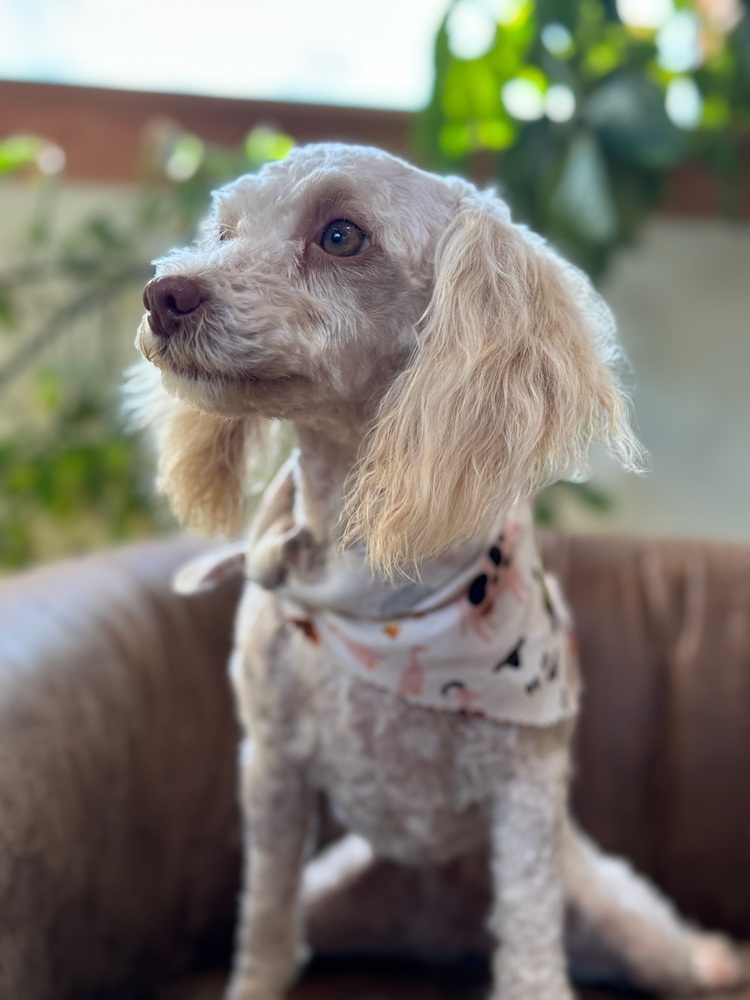 Penelope, an adoptable Poodle in Tucson, AZ, 85711 | Photo Image 1