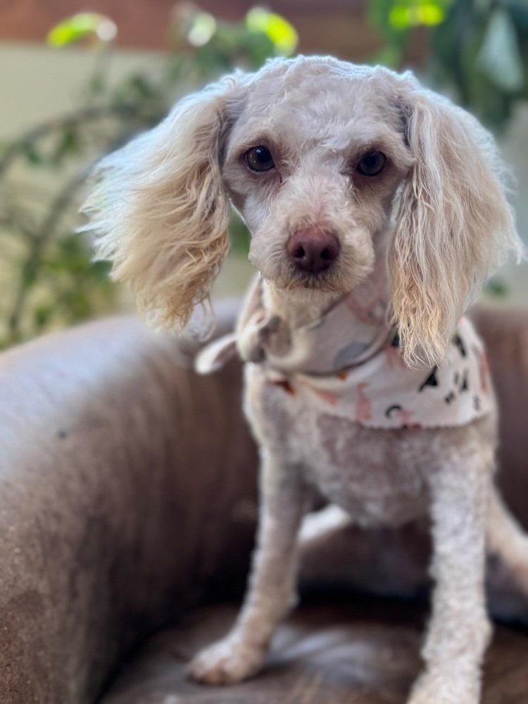 Penelope, an adoptable Poodle in Tucson, AZ, 85711 | Photo Image 2
