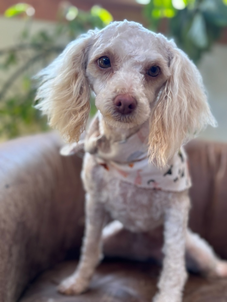 Penelope, an adoptable Poodle in Tucson, AZ, 85711 | Photo Image 3