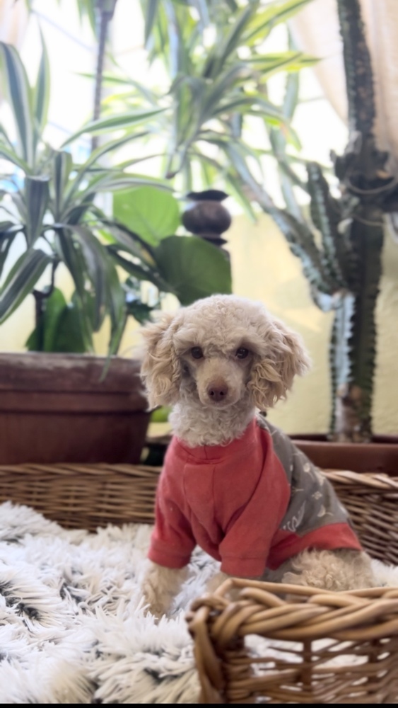 Penelope, an adoptable Poodle in Tucson, AZ, 85711 | Photo Image 4
