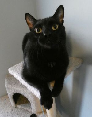Princeton (fka Kole), Adult Male unknown