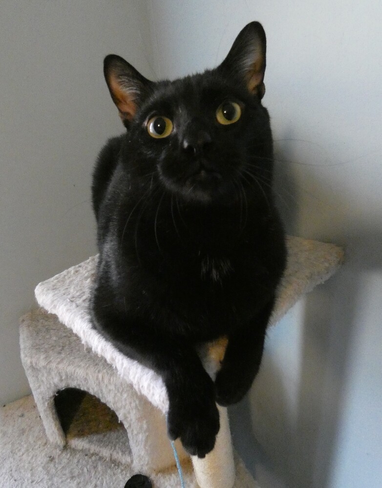 Princeton (fka Kole), an adoptable Domestic Short Hair in Statesville, NC, 28677 | Photo Image 1