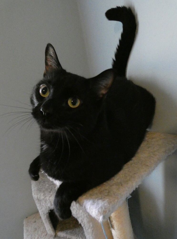 Princeton (fka Kole), an adoptable Domestic Short Hair in Statesville, NC, 28677 | Photo Image 2
