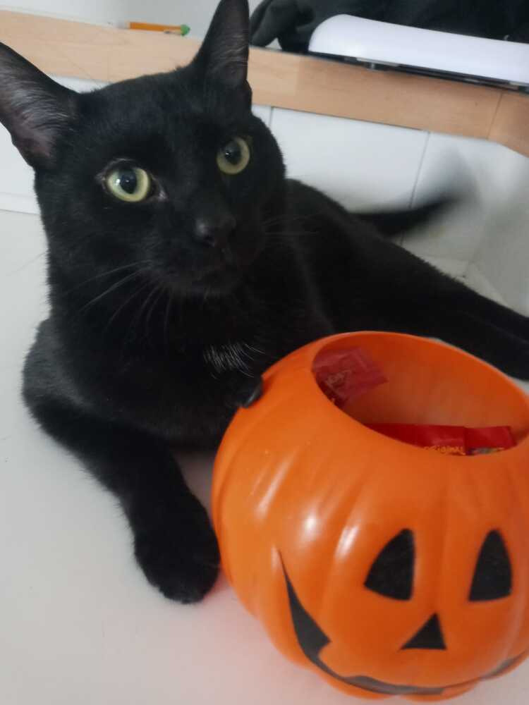 Princeton (fka Kole), an adoptable Domestic Short Hair in Statesville, NC, 28677 | Photo Image 3