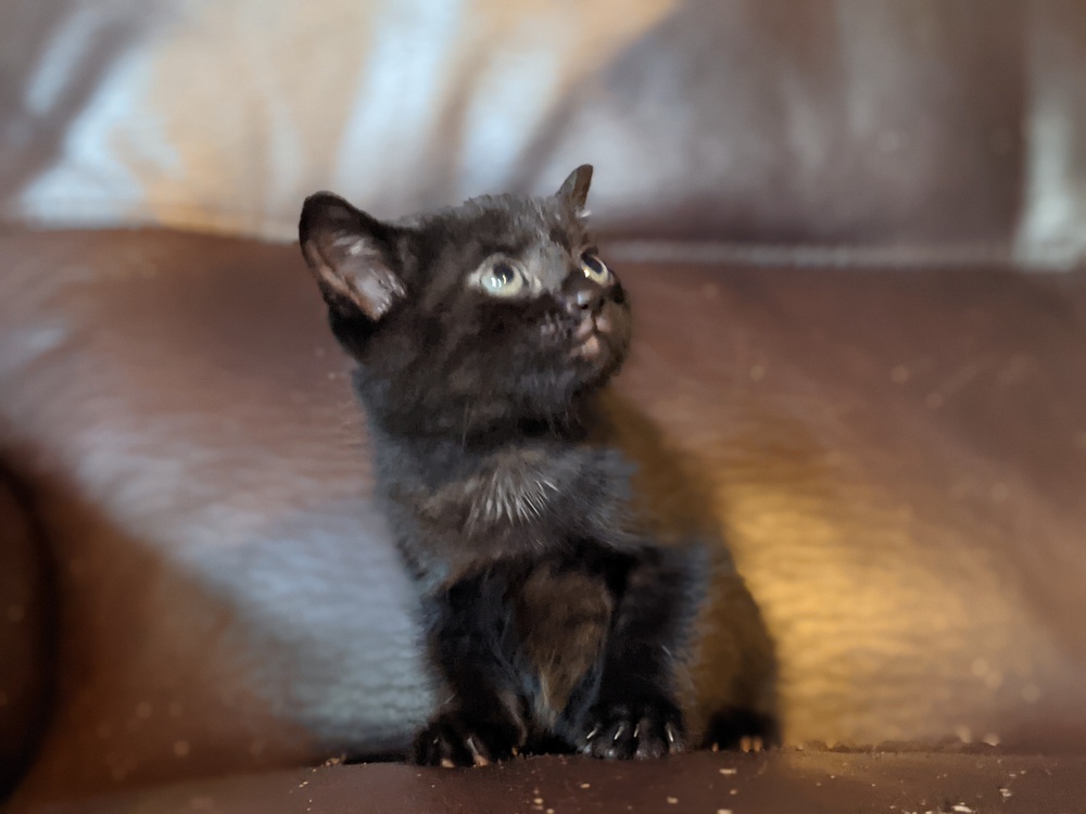 Princeton (fka Kole), an adoptable Domestic Short Hair in Statesville, NC, 28677 | Photo Image 4