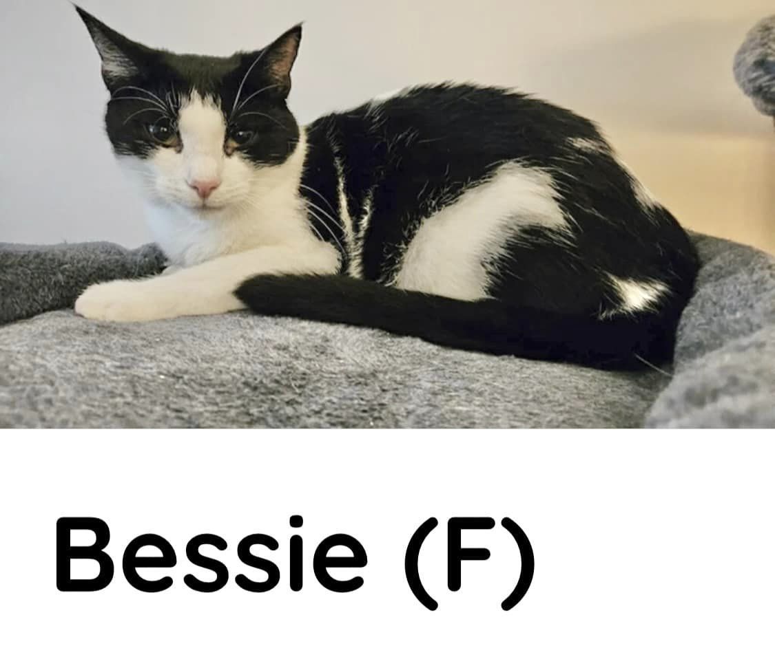 Bessie detail page