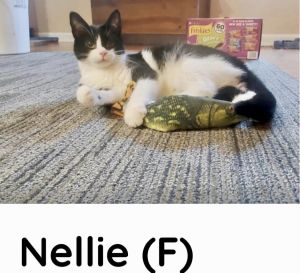 Nellie