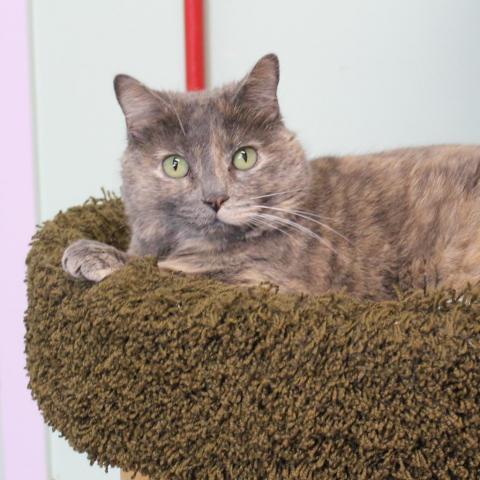 Rizzo, an adoptable Domestic Short Hair in Priest River, ID, 83856 | Photo Image 1