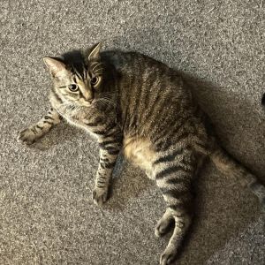Buddy the Cat -MISSING, Adult Male American Shorthair