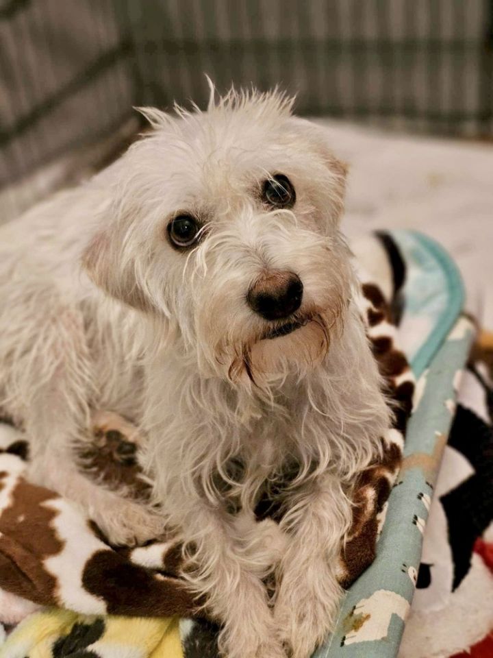 Cockapoo australian hot sale shepherd mix