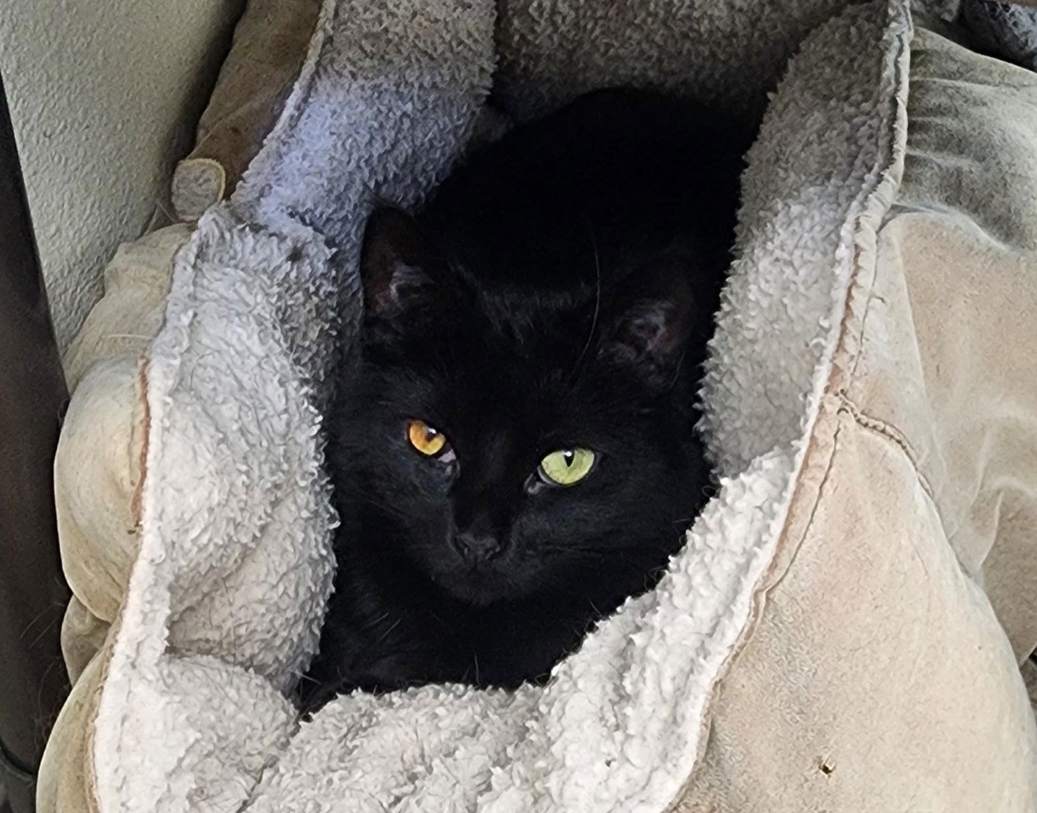 Viola, an adoptable Domestic Medium Hair in Webster, WI, 54893 | Photo Image 1