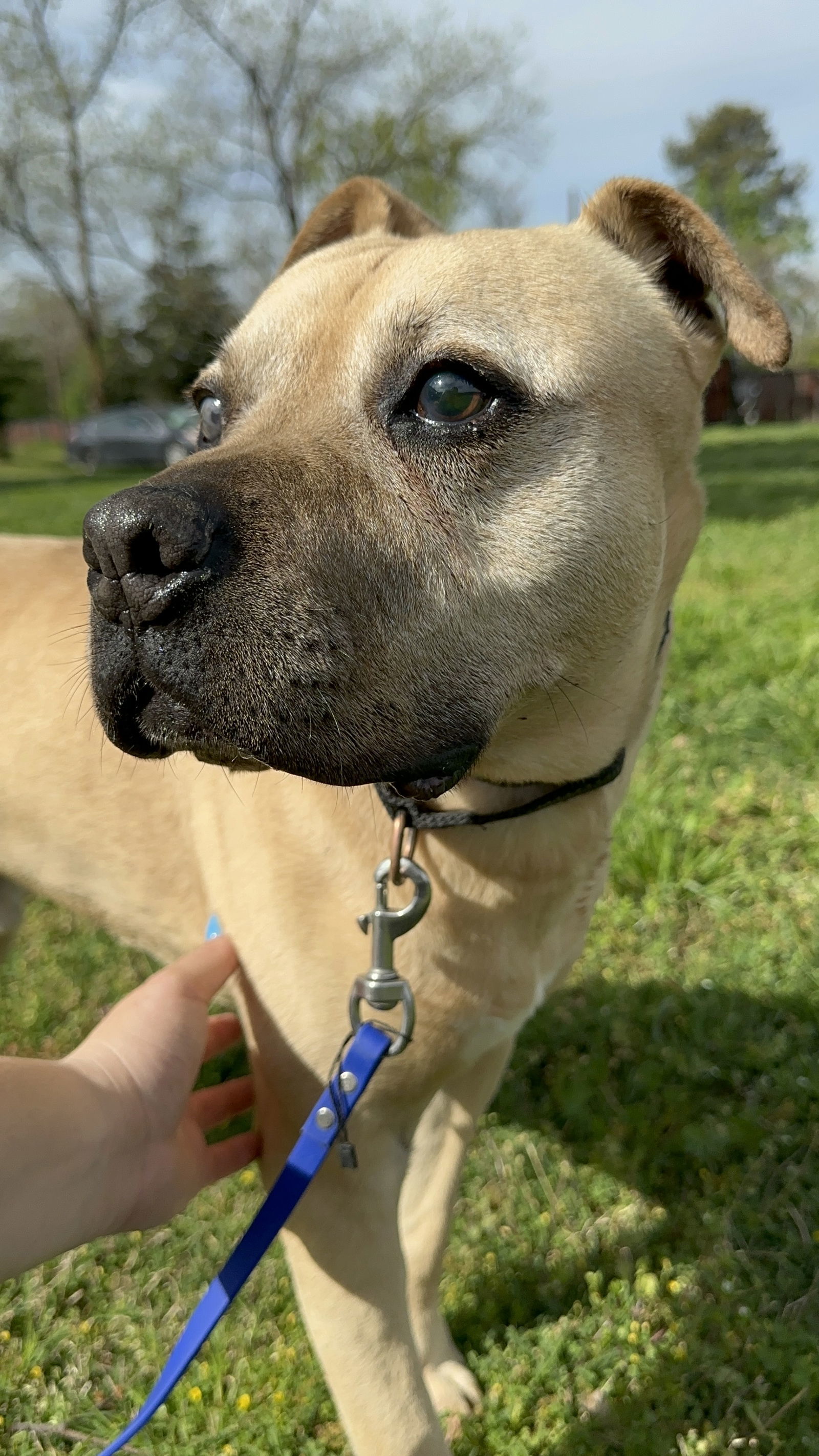 RUBBLE, an adoptable Pit Bull Terrier in Chico, CA, 95973 | Photo Image 1