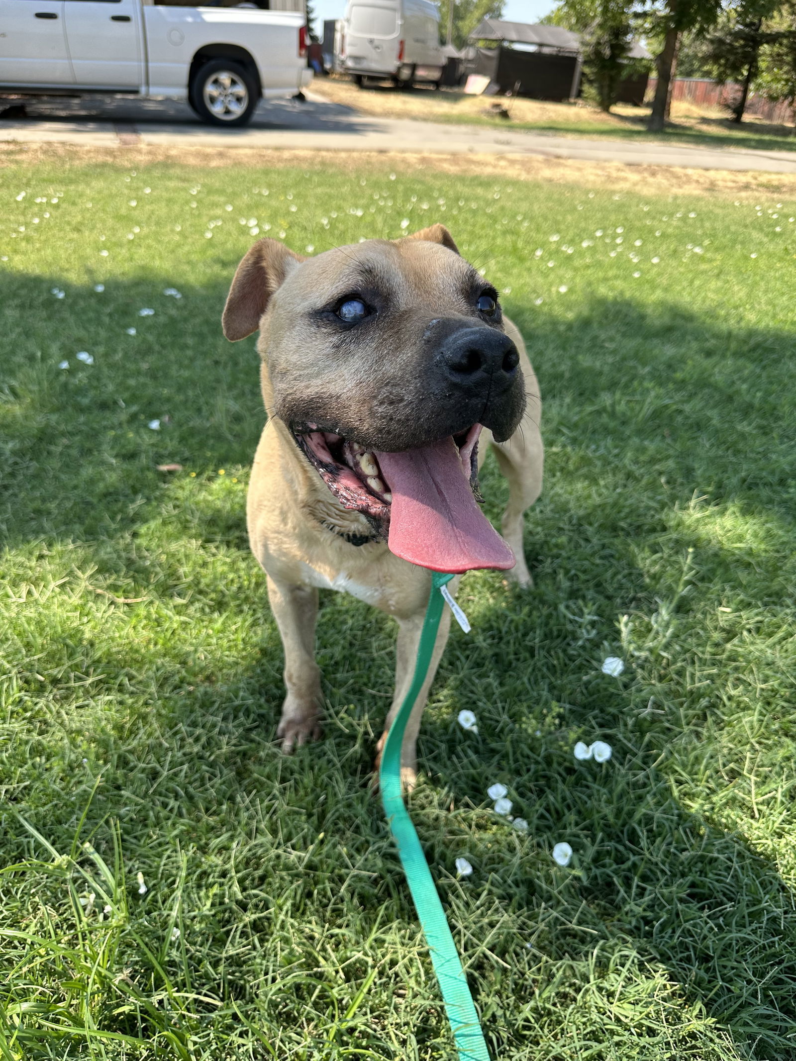 RUBBLE, an adoptable Pit Bull Terrier in Chico, CA, 95973 | Photo Image 2