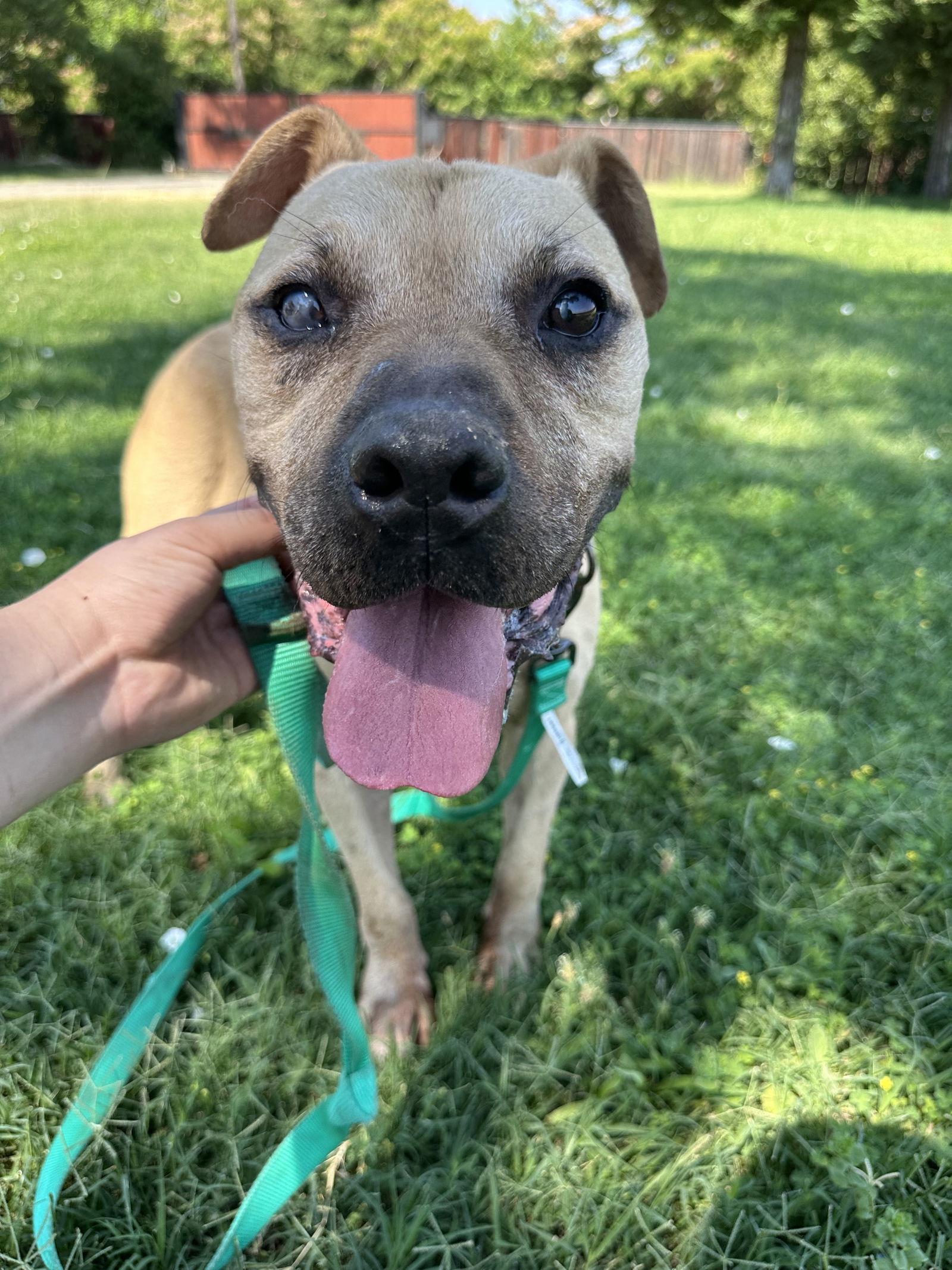RUBBLE, an adoptable Pit Bull Terrier in Chico, CA, 95973 | Photo Image 3