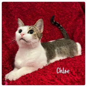Meet Chloe a sweet and friendly adult cat with a gentle soul Her personality is a blend of playful