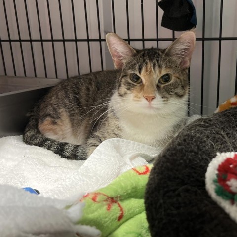 Demi, an adoptable Domestic Short Hair in Bismarck, ND, 58507 | Photo Image 2