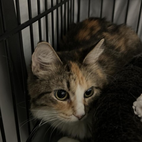 Rumor, an adoptable Domestic Medium Hair in Bismarck, ND, 58507 | Photo Image 3