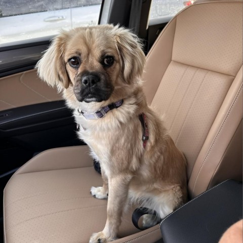 Petfinder 2024 tibetan spaniel