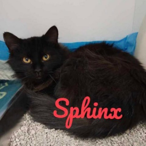 Sphinx, an adoptable Domestic Medium Hair, Domestic Short Hair in Fort Collins, CO, 80526 | Photo Image 1