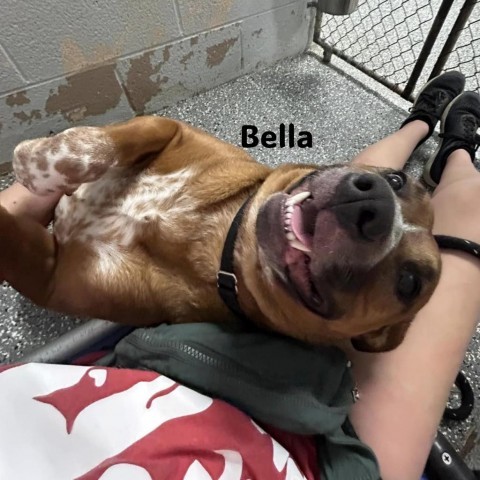 Bella 4