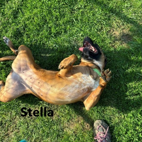 Stella 4