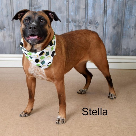 Stella 5