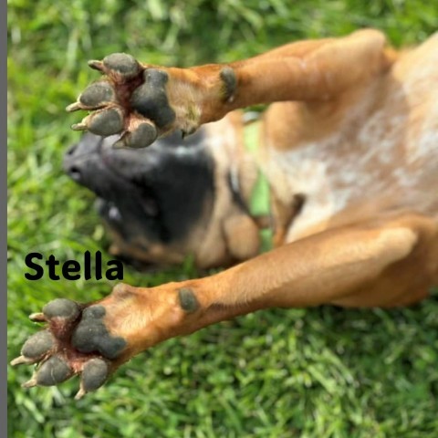 Stella 5
