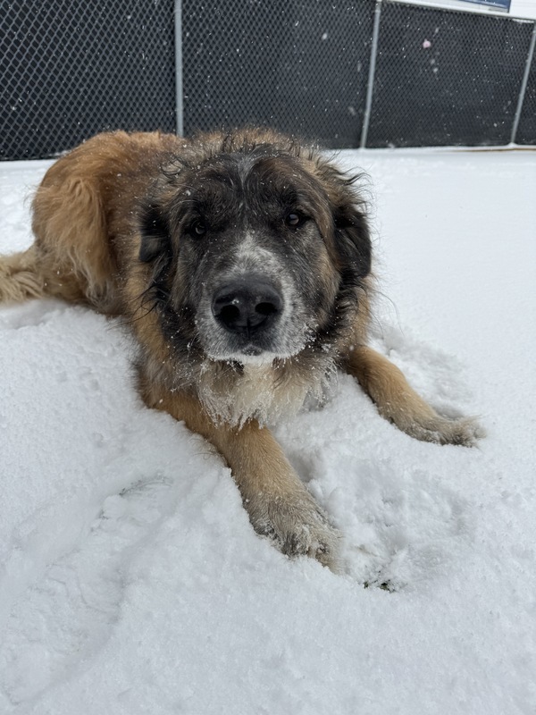 Petfinder leonberger sale