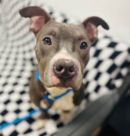 Dog for adoption Colden a Pit Bull Terrier Mix in Harrisburg