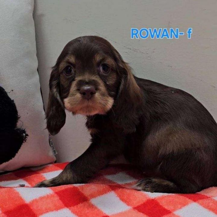 Rowan 2
