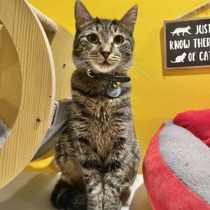 Reese, Adult Female Domestic Short Hair