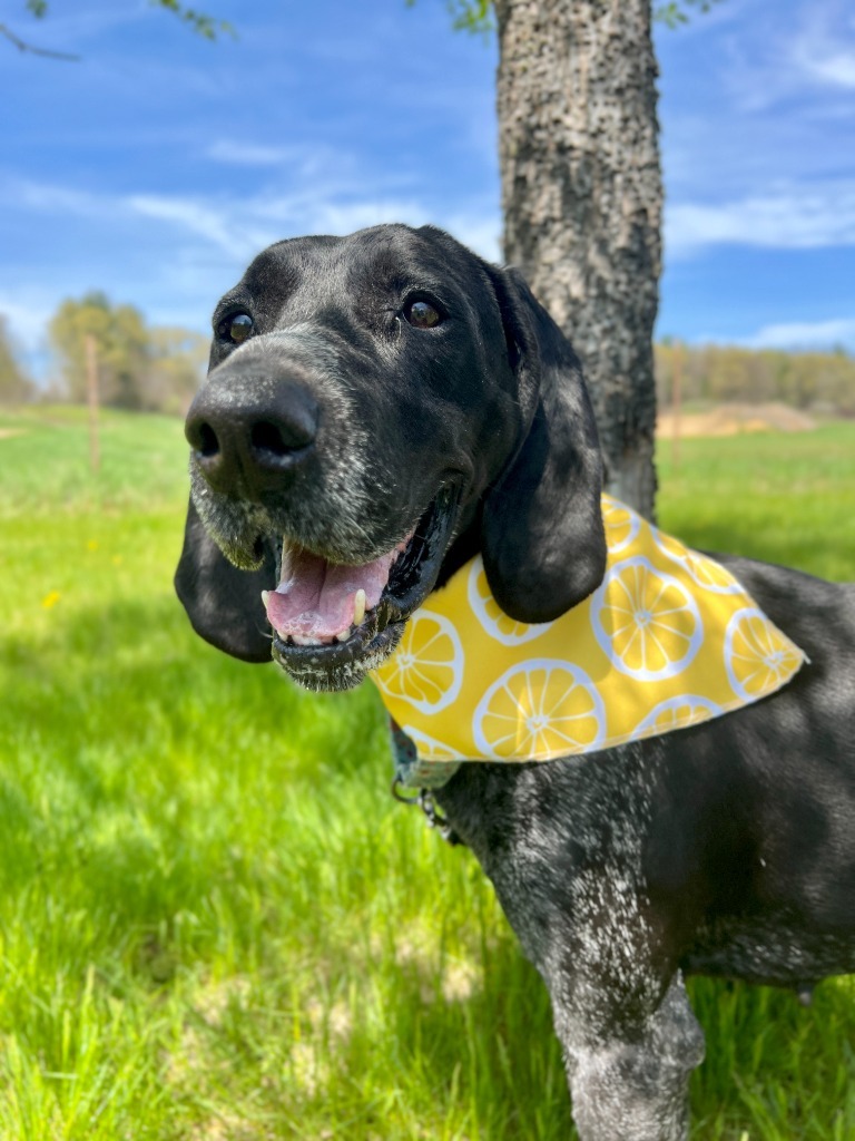 Pixie, an adoptable Mixed Breed in Menomonie, WI, 54751 | Photo Image 1