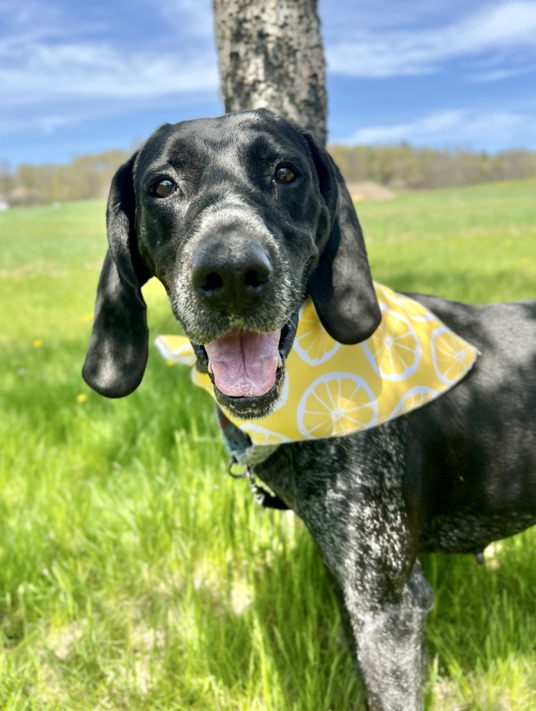 Pixie, an adoptable Mixed Breed in Menomonie, WI, 54751 | Photo Image 6