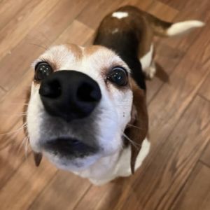 Popeye Beagle Dog