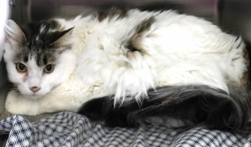 Brynlee, an adoptable Domestic Long Hair in Thief River Falls, MN, 56701 | Photo Image 1