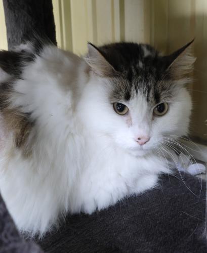 Brynlee, an adoptable Domestic Long Hair in Thief River Falls, MN, 56701 | Photo Image 1