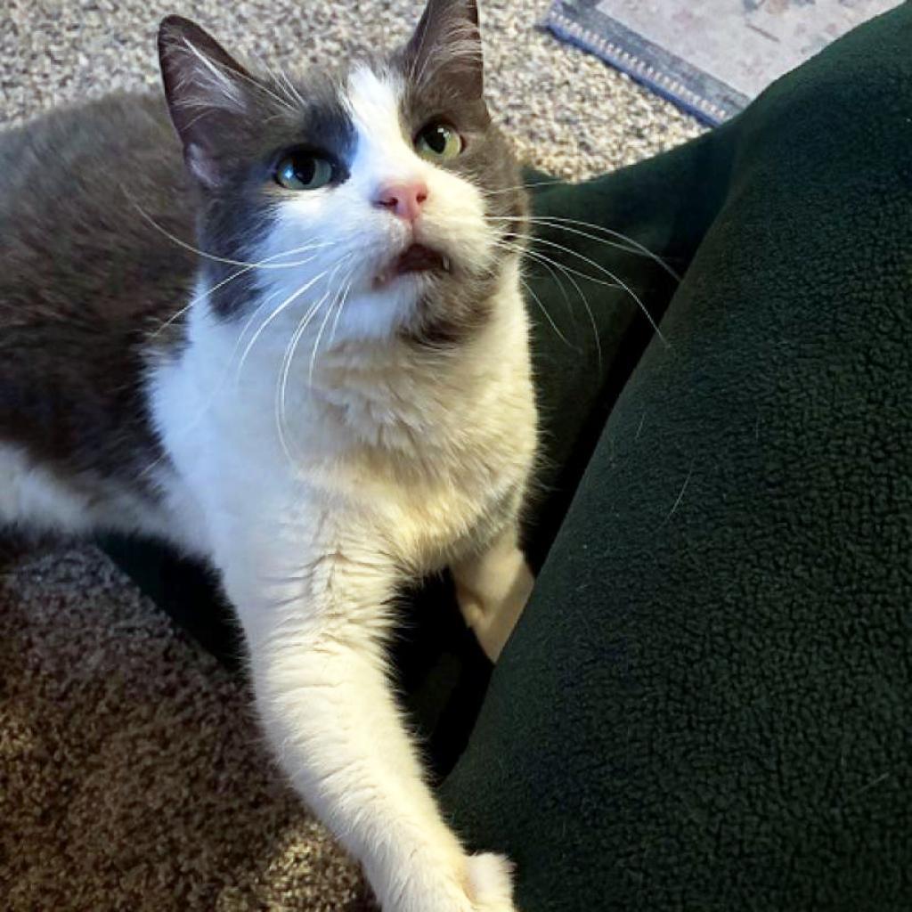Broadway Kid, an adoptable American Bobtail in Austin, TX, 78704 | Photo Image 5
