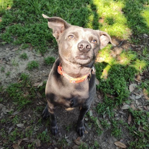 Dog for adoption Kota a Chihuahua Mix in Beaumont TX Petfinder