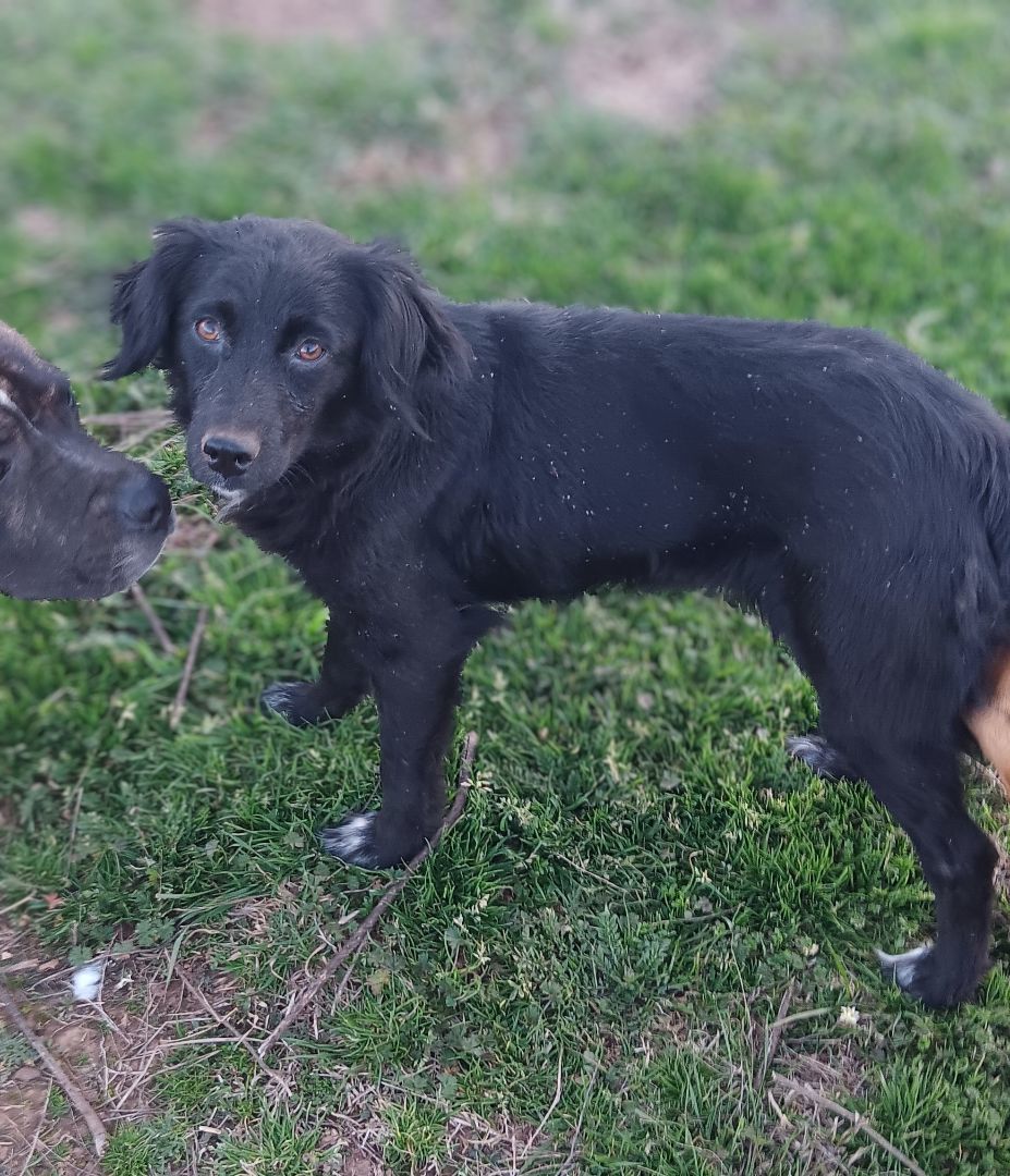 Black lab and cocker sales spaniel mix