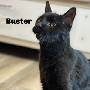 Buster 240001
