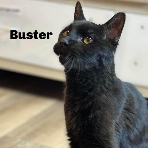 Buster 240001, an adoptable Domestic Short Hair in Escanaba, MI, 49829 | Photo Image 1