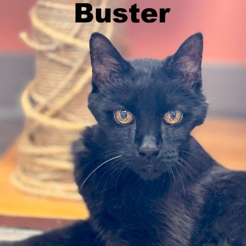 Buster 240001