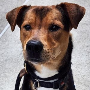 Meet Avery He is a charming 1-year-old male mixed-breed dog with a heart full of love New to the c