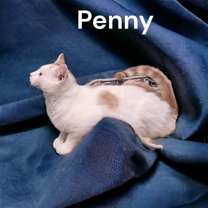 Penny 2